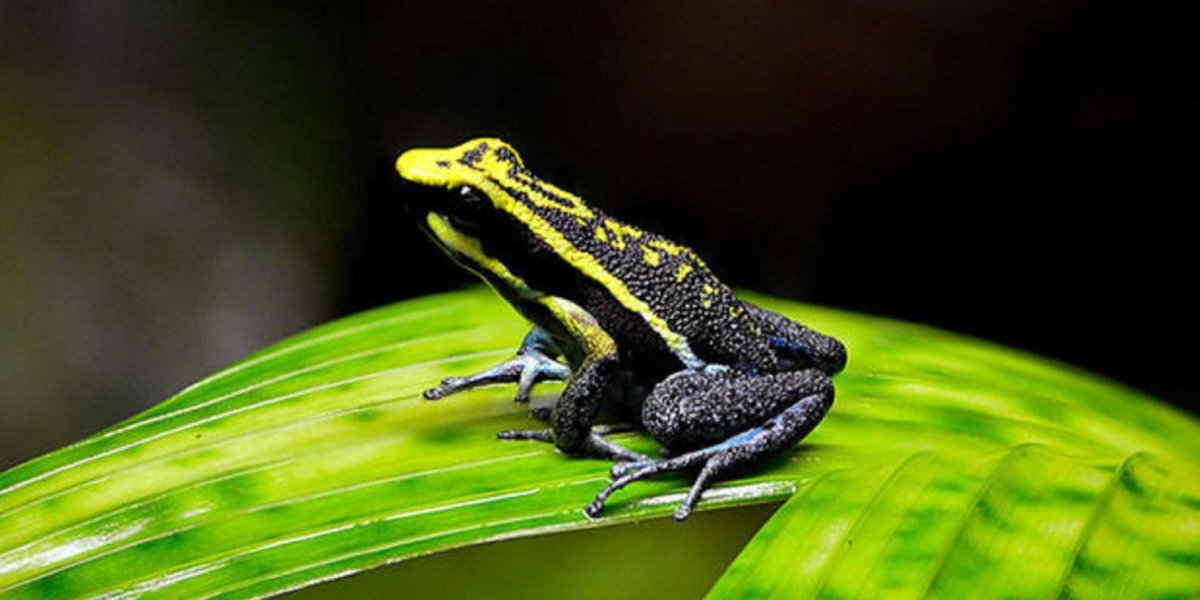 Голубая лягушка с оранжевыми лапками