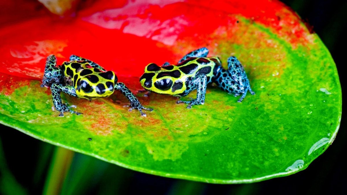 Лягушка -древолаз амазонки