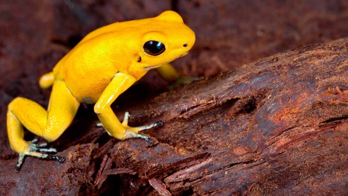 Лягушка желто голубая