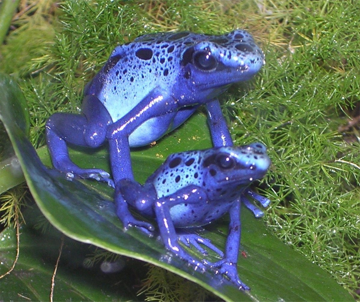 Лягушка древолаз Пумилио