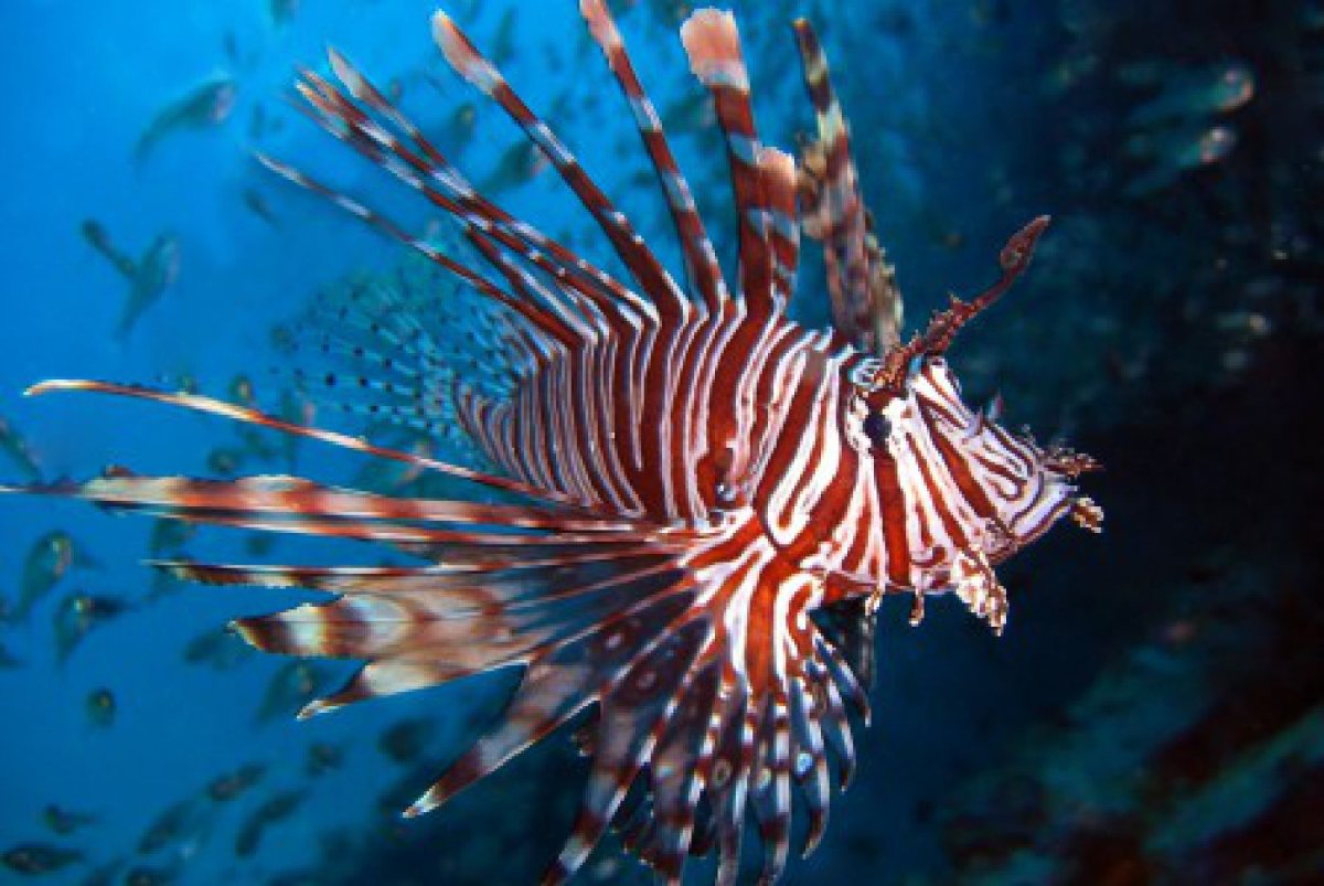 Тигровая крылатка рыба