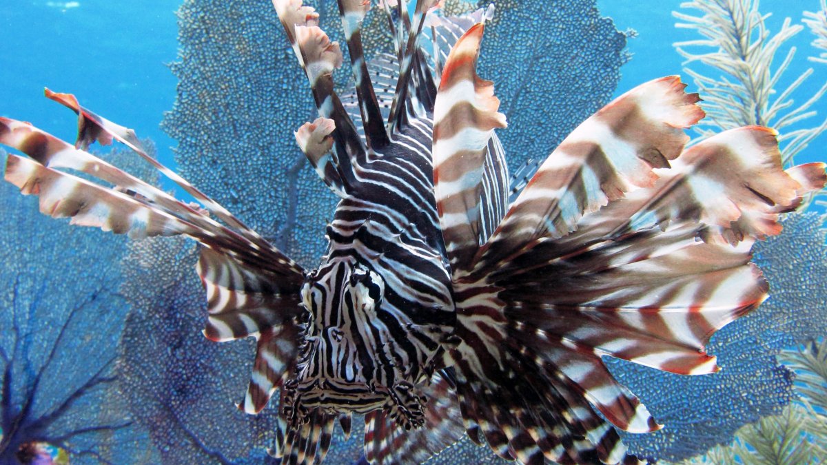 Рыба полосатая крылатка