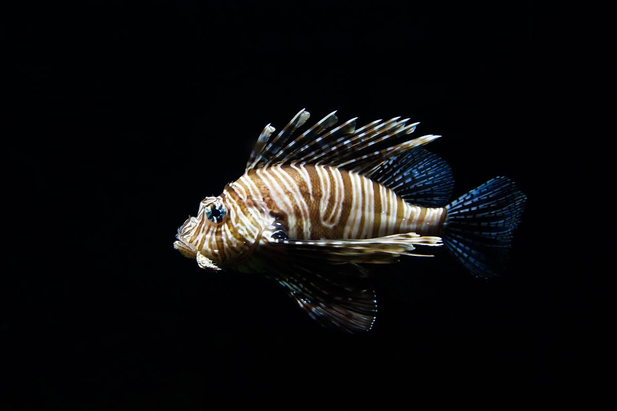 Pterois russelii