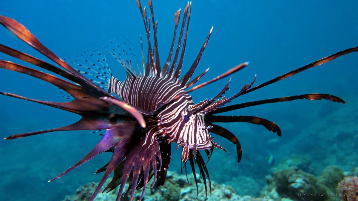 Красивые существа в океане