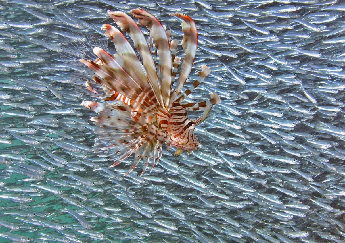 Малек Крылатки