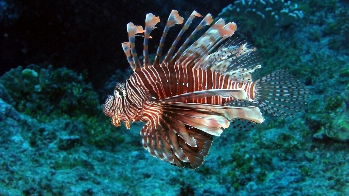 Рыба крылатка Египет