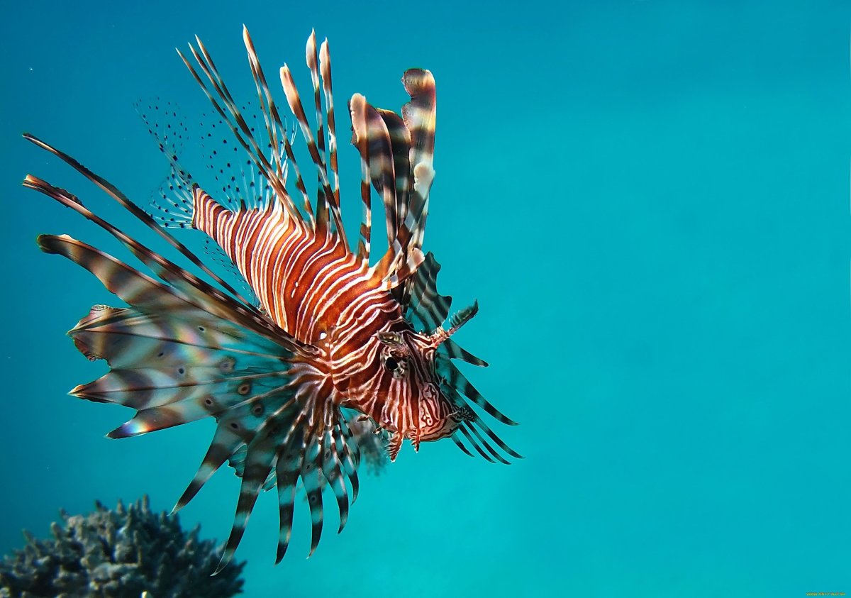 Рыба крылатка Зебра