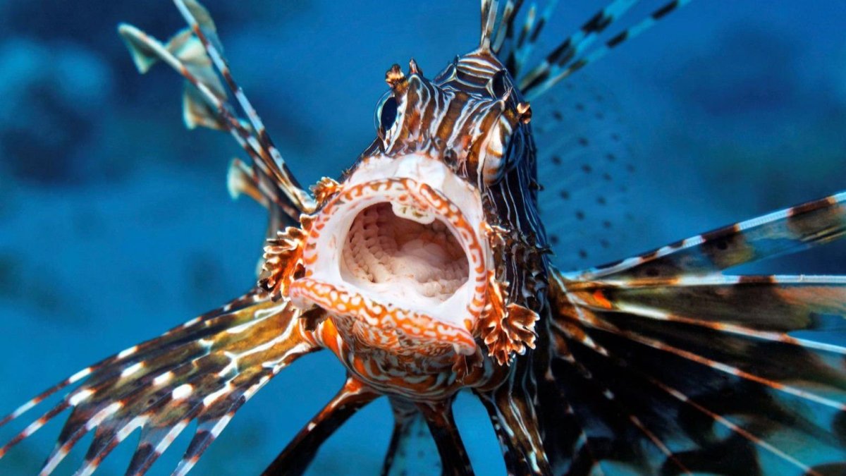 Рыба Лев и человек