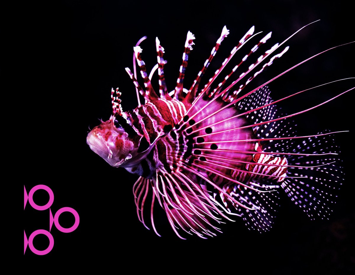 Рыба крылатка черная