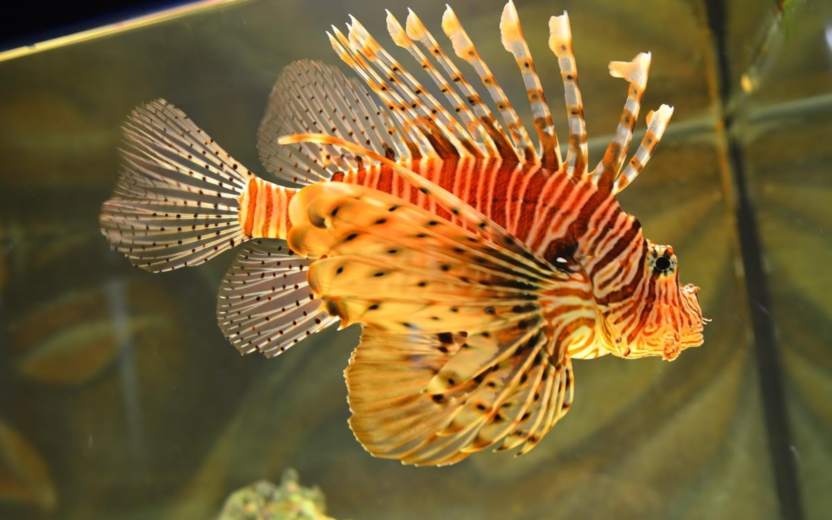 Лучистая крылатка рыба