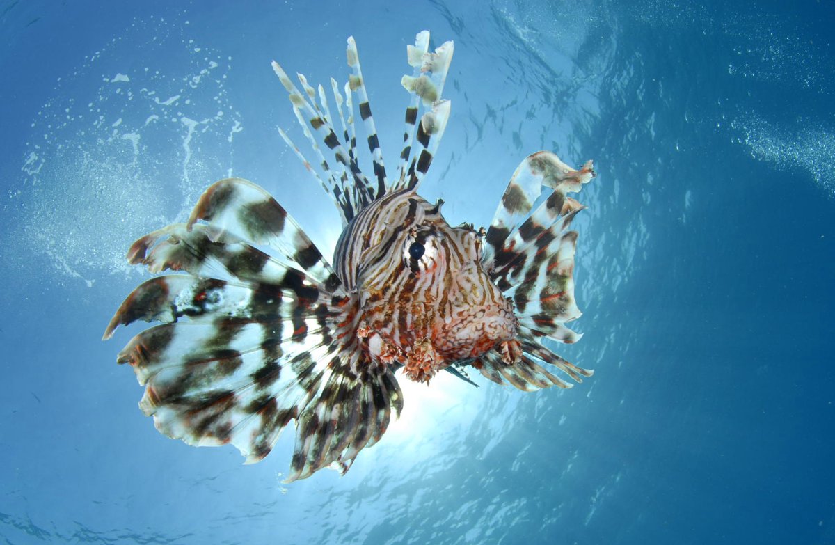 Рыба крылатка Флорида