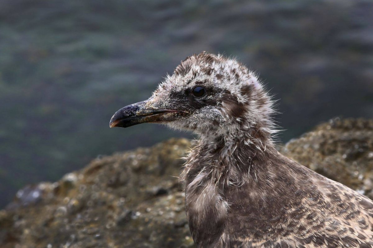 Подросток Чайки