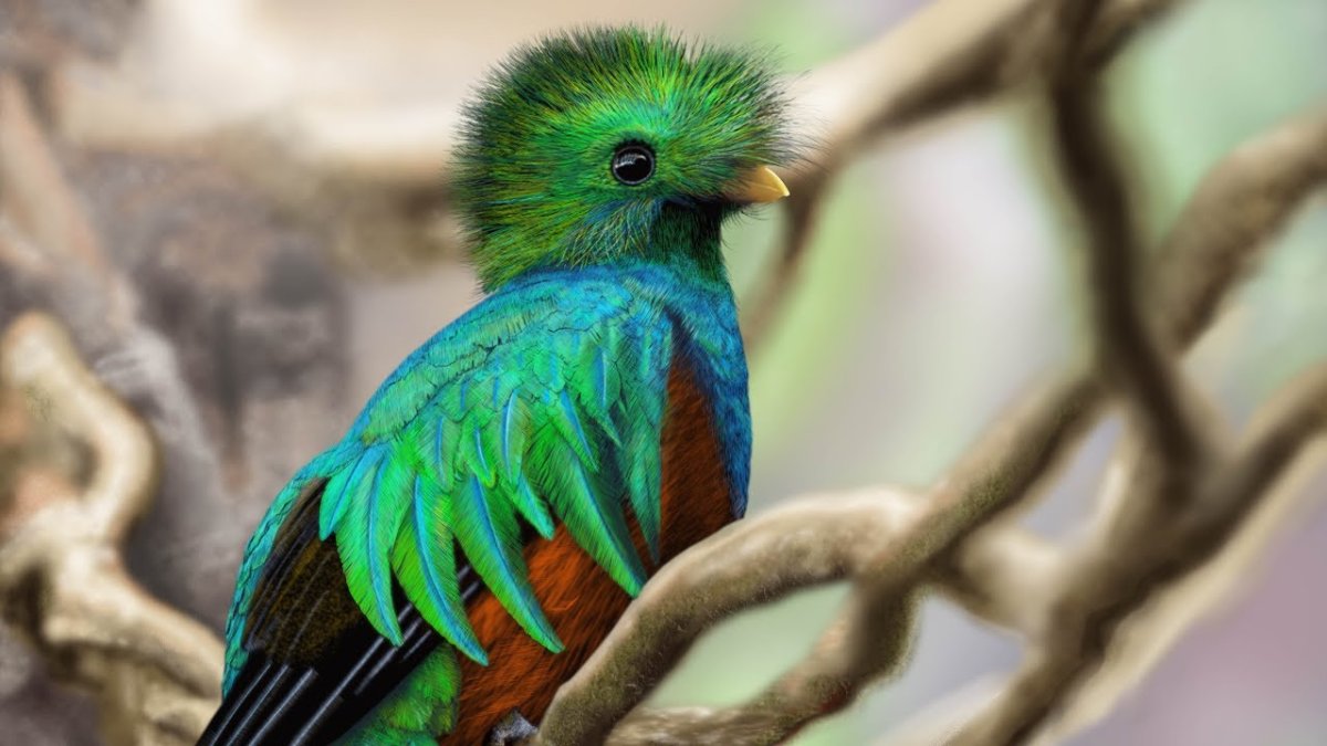 Квезаль Священная птица Майя