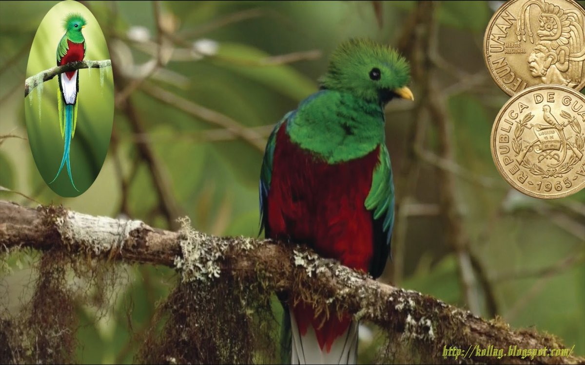 Радужный Квезаль