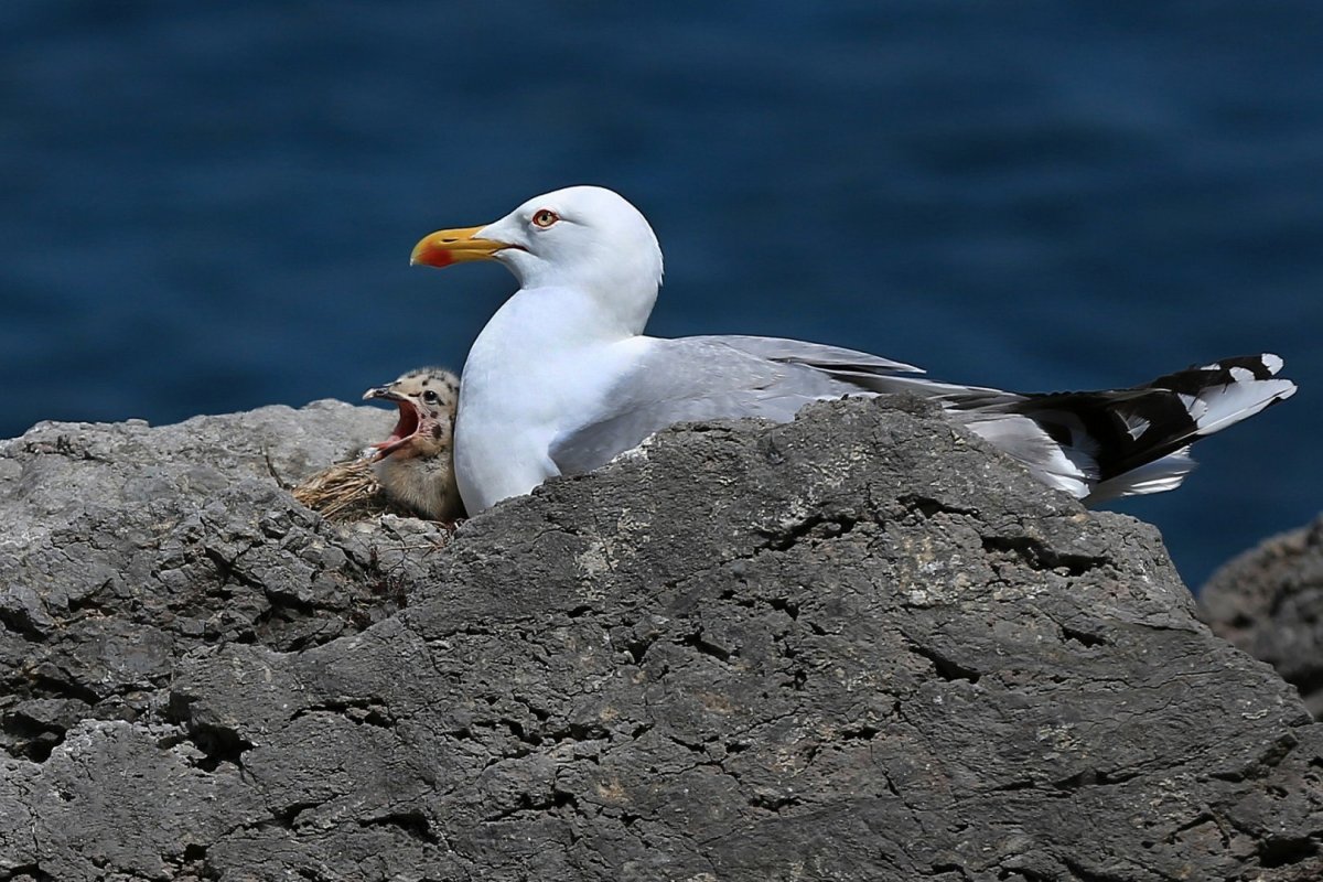 Голодные Чайки