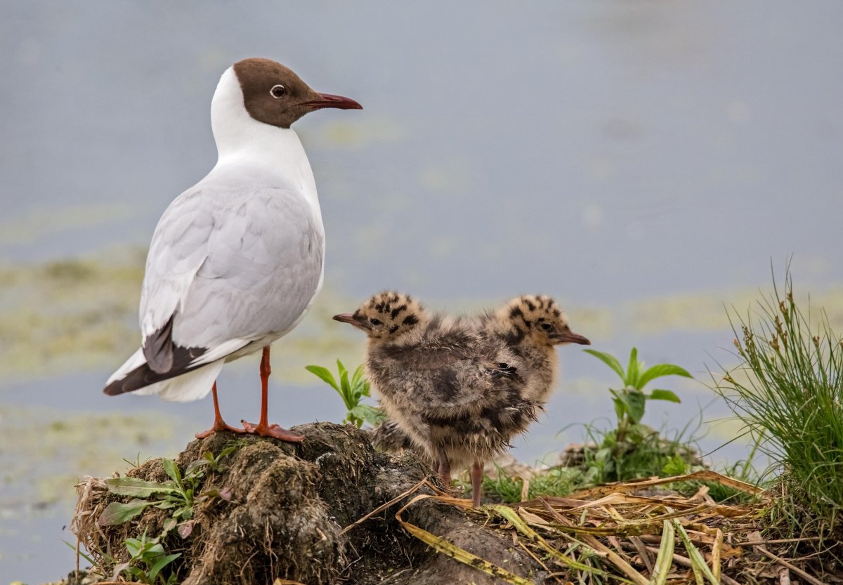 Озерная Чайка птенец