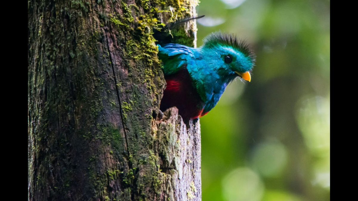 Перья Кецаля