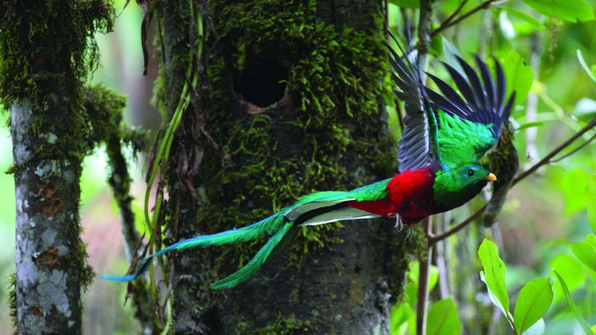 Квезаль птица