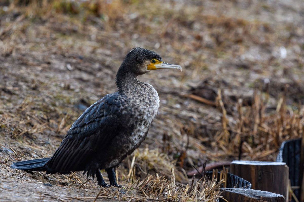 Баклан нырок