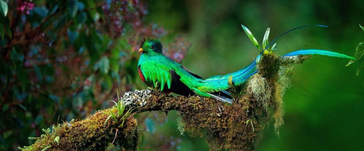 Кетцаль птица