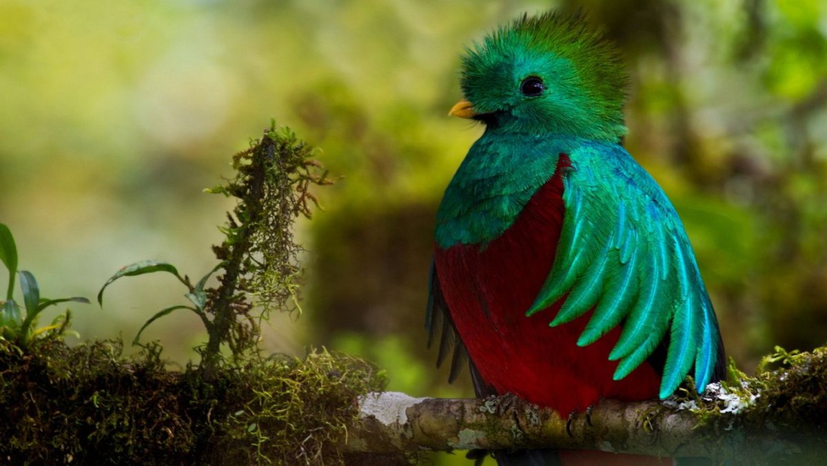 Квезаль Священная птица Майя