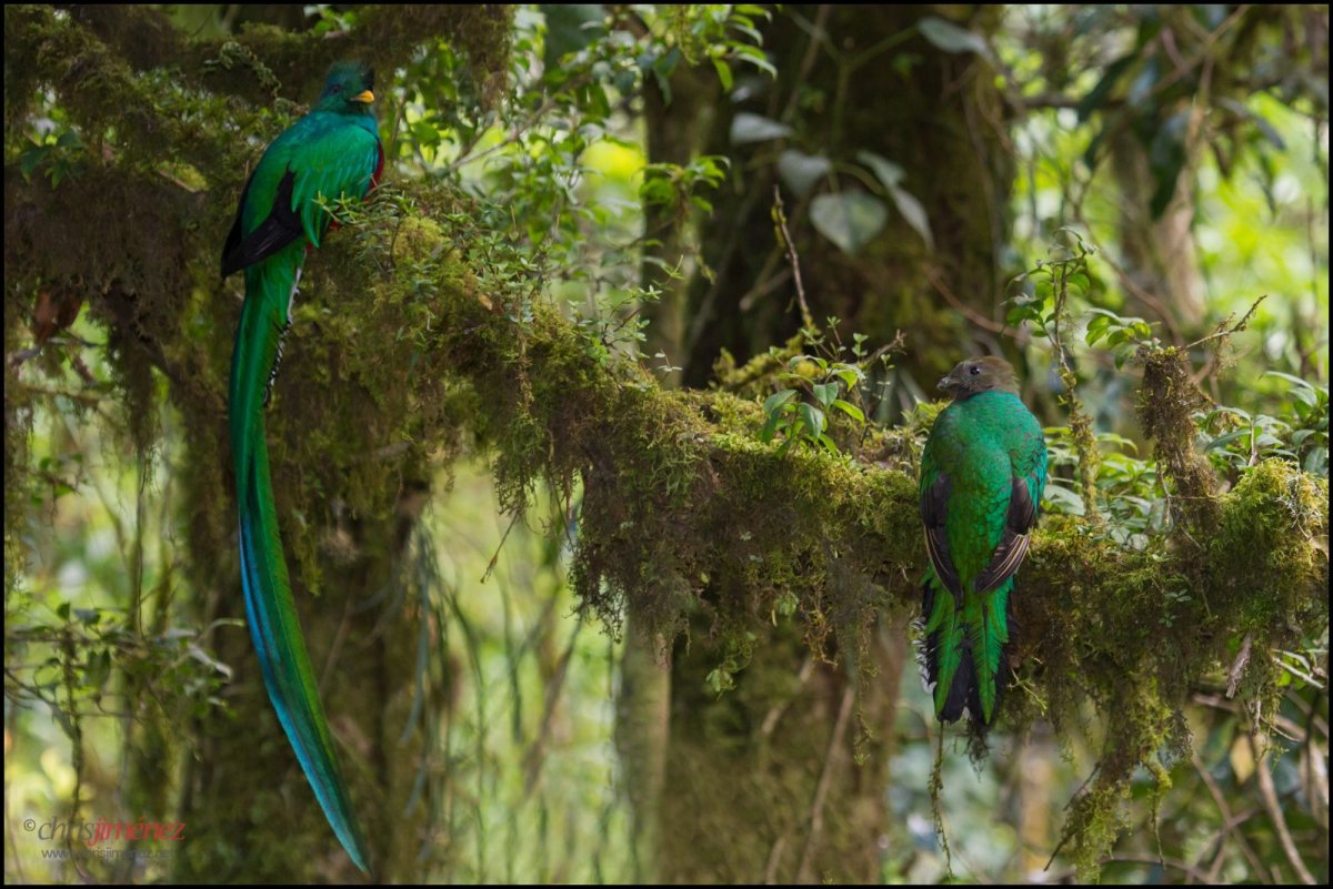 Квезаль самка