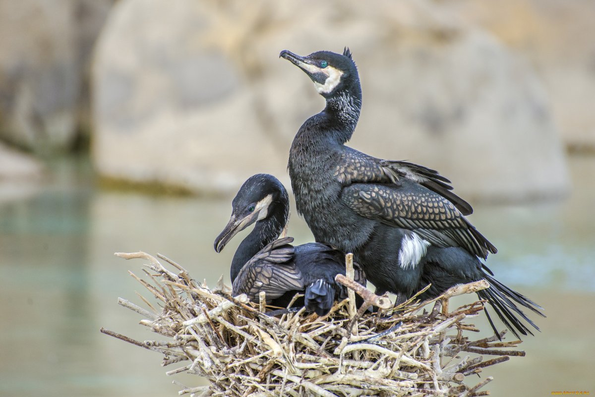 Птенец баклана Чайки