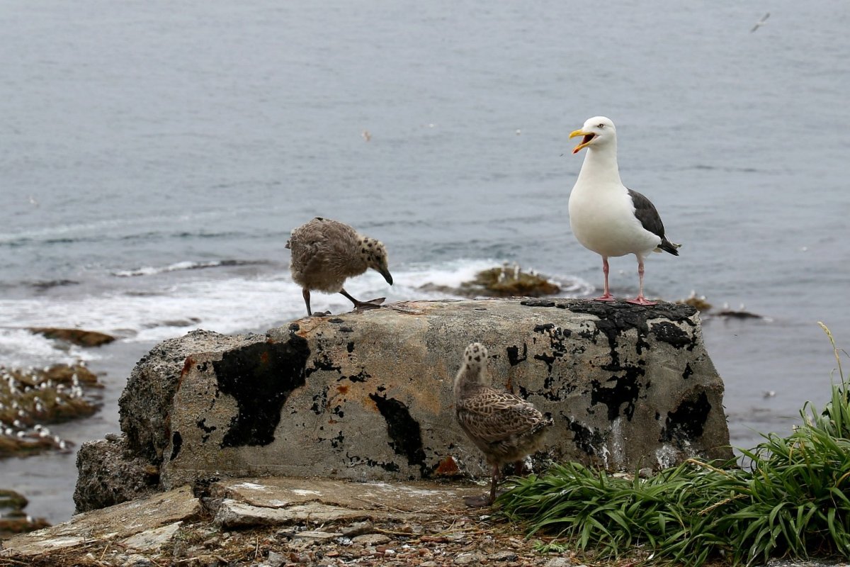Бакланы на Волге