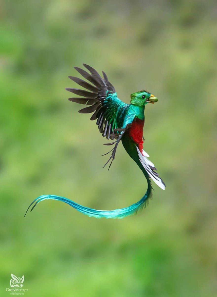 Божественная птица кетсаль