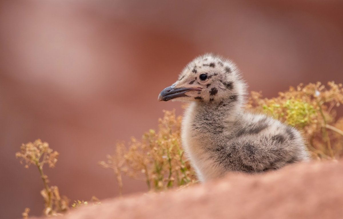 Баклан Севастополь