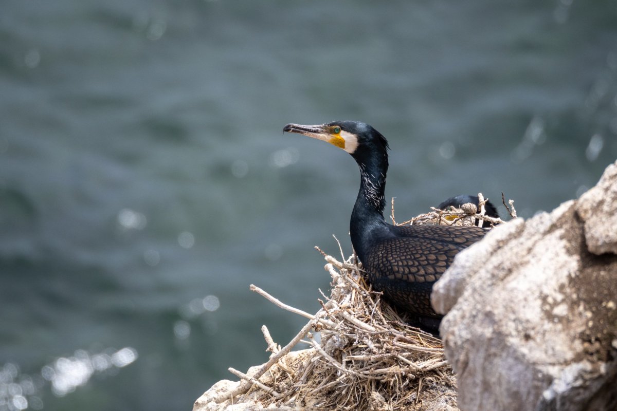Чайка Баклан птенец