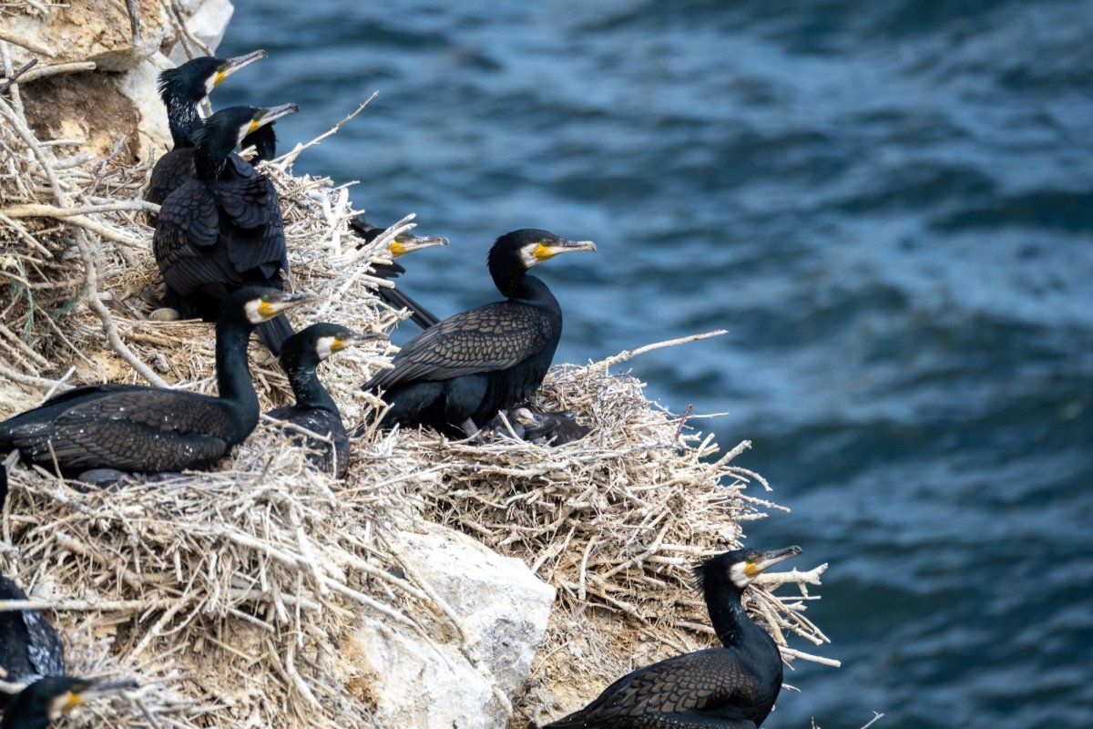 Чомга водоплавающая птица Черноморского побережья