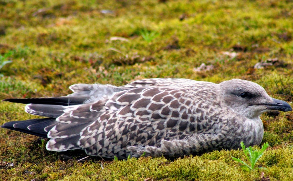 Larus argentatus птенец