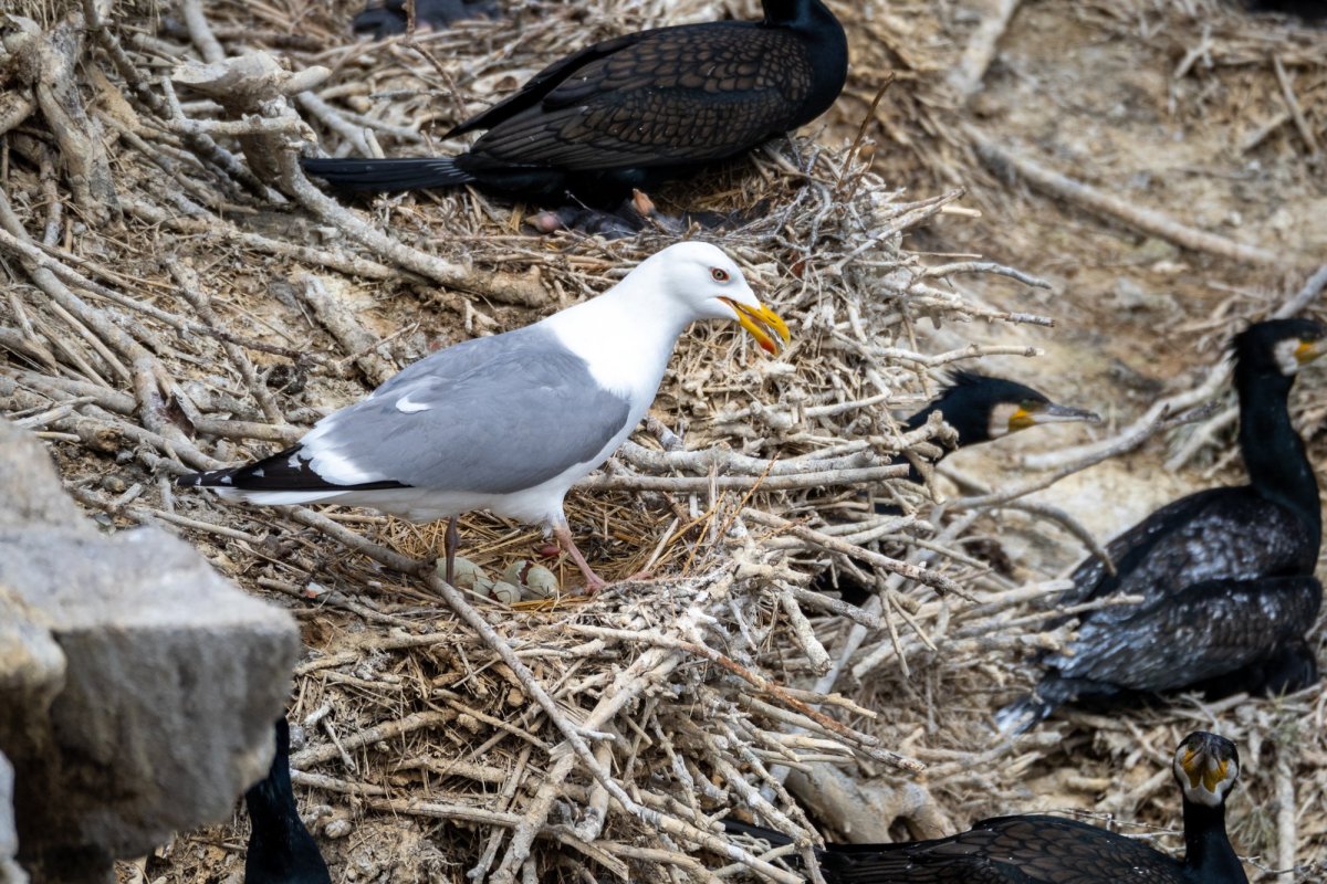 Крачка Инка птенец