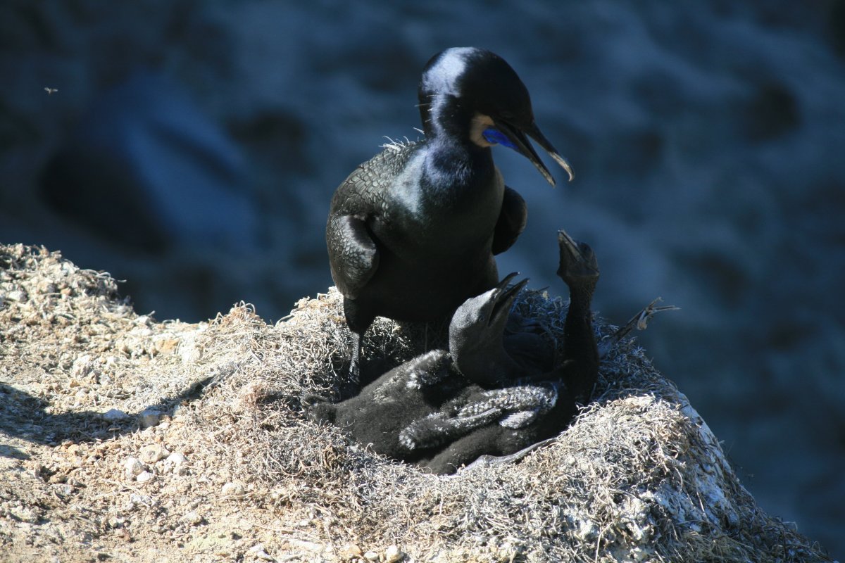 Птенец баклана