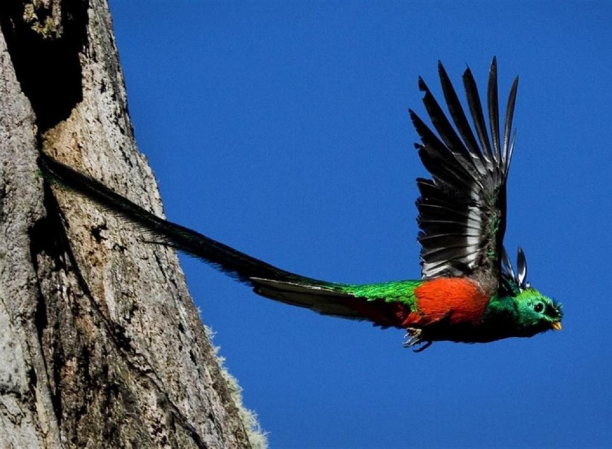 Алмазный Квезаль