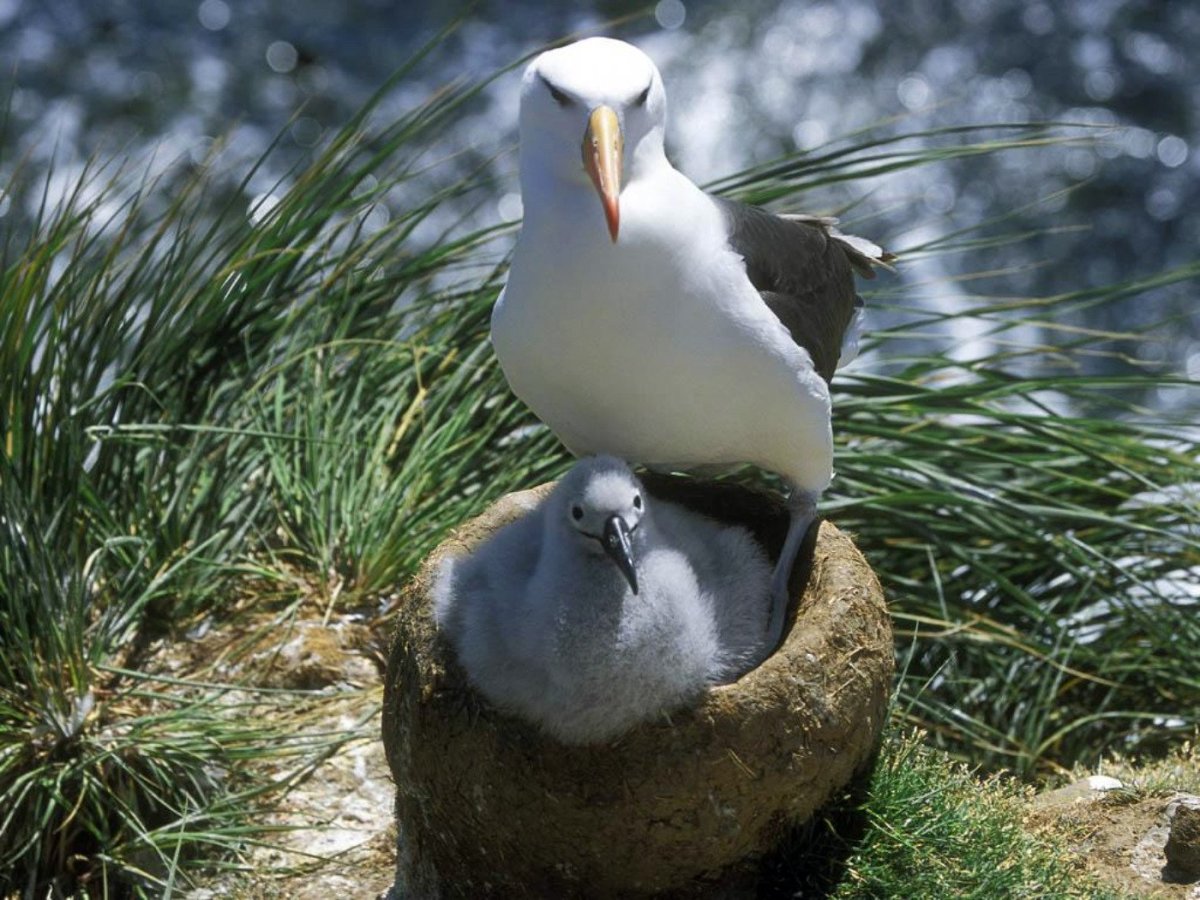 Питерский Баклан