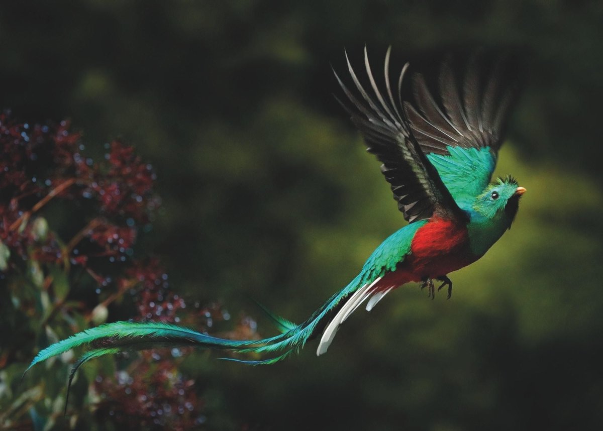 Красивые птицы