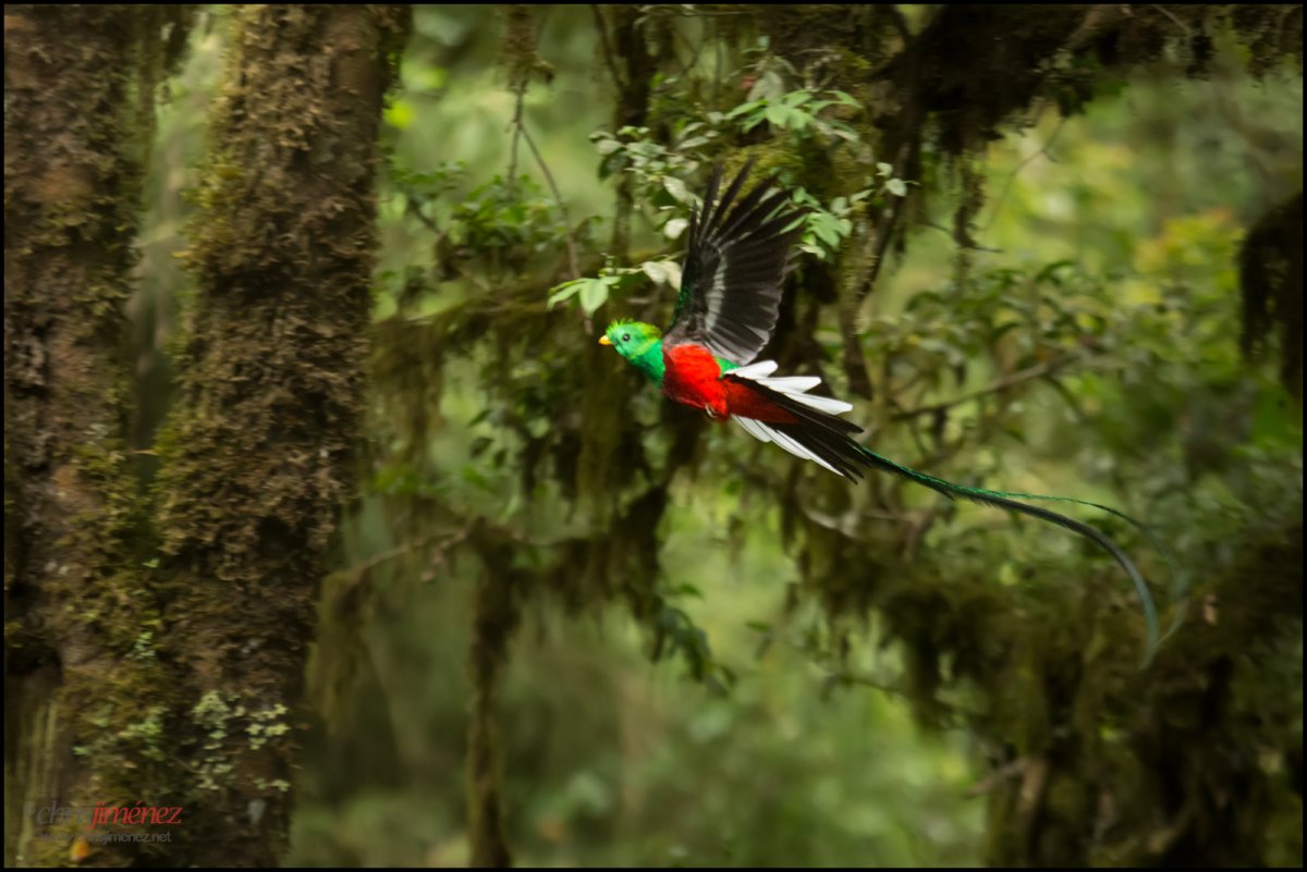 Квезаль редкая птица вымирающий вид Священная птица Майя