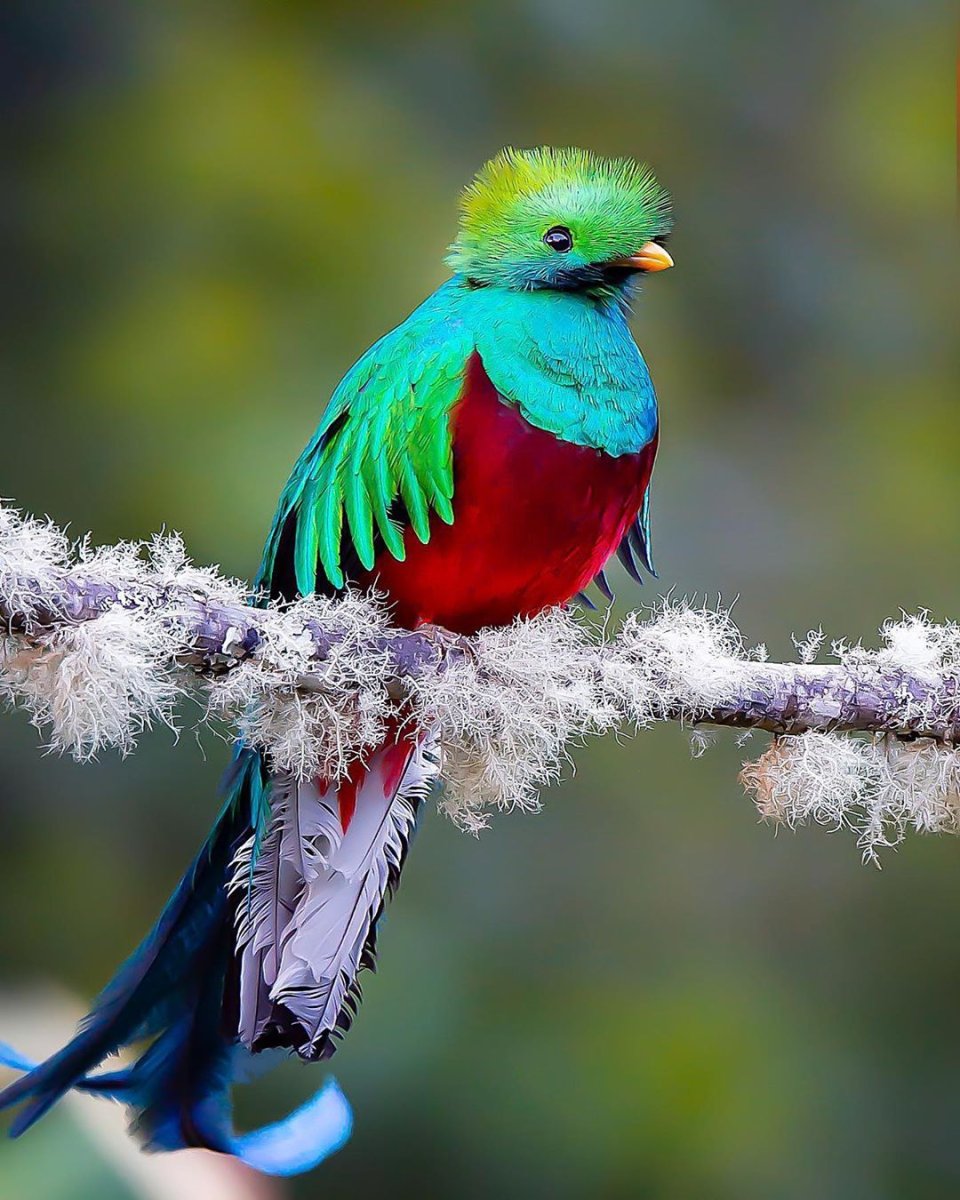 Кетсаль летит