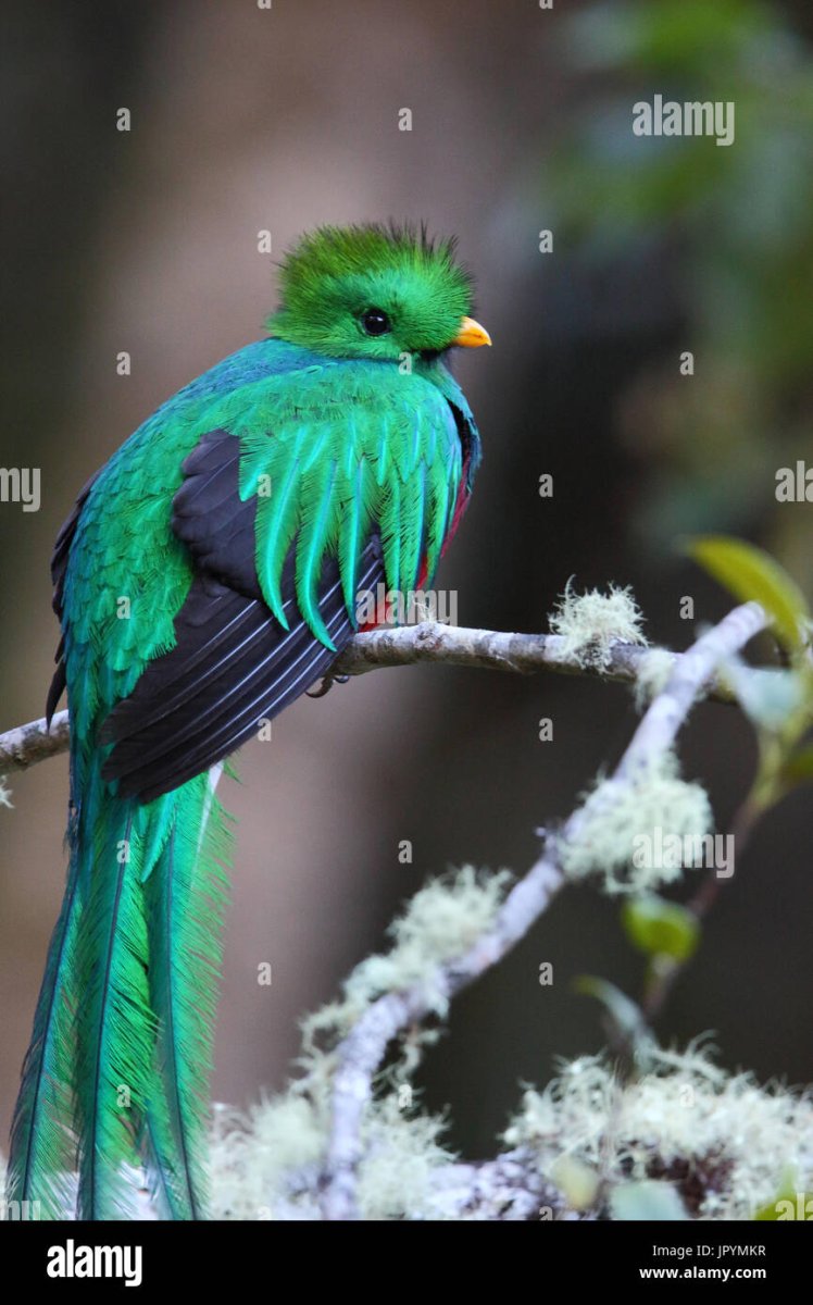 Квезаль птица