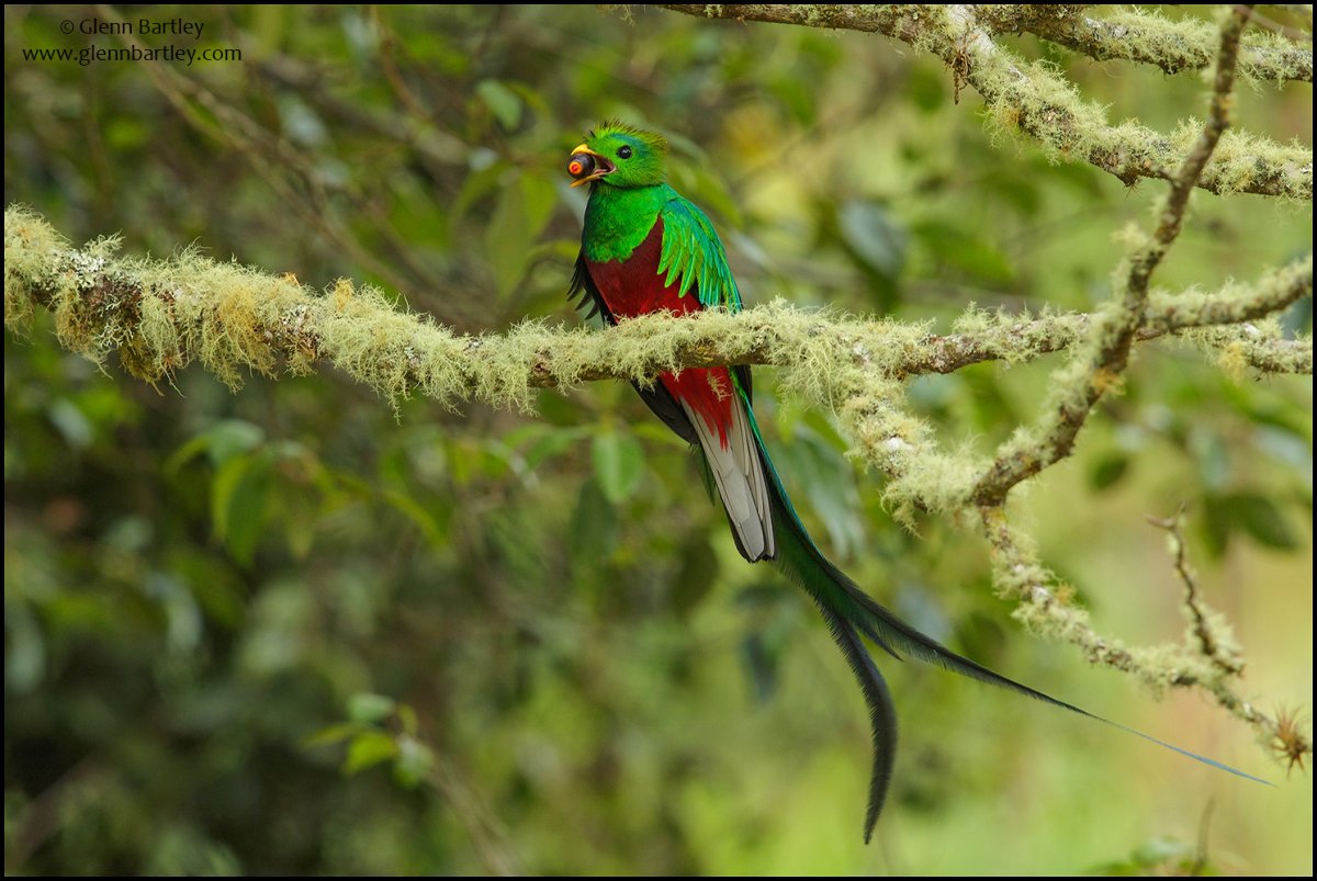 Кетцаль птица