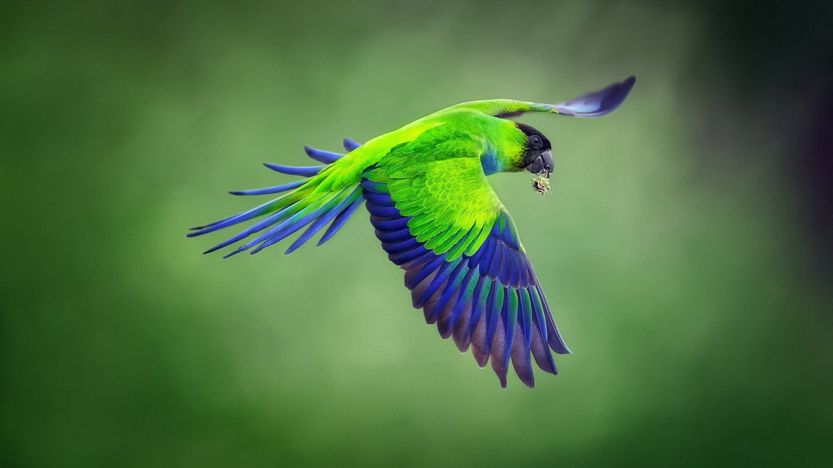 Божественная птица кетсаль