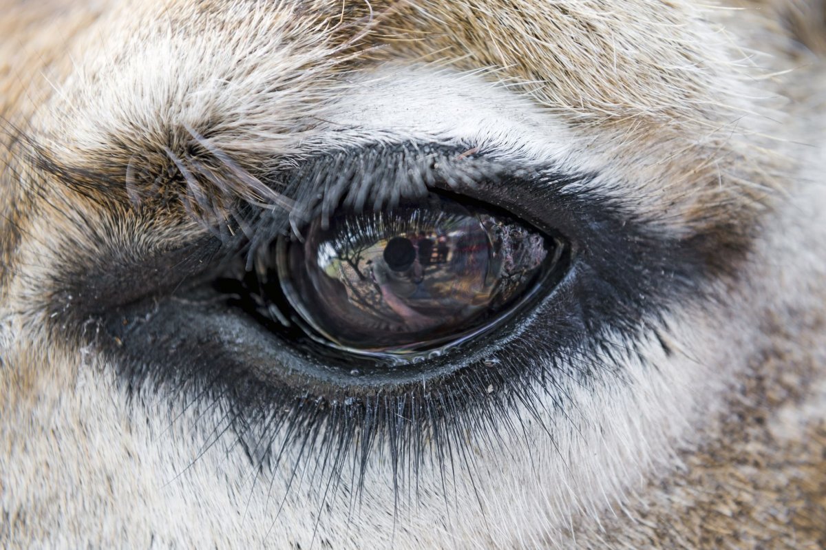 Коровьи ресницы