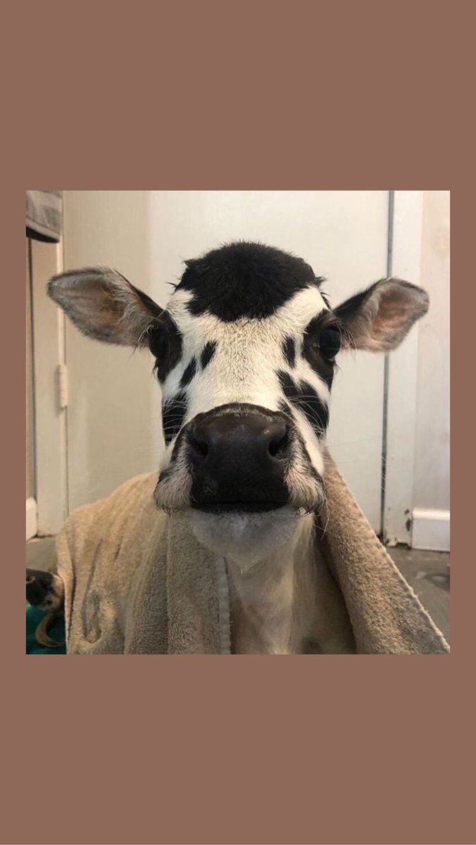 Милая морда коровы