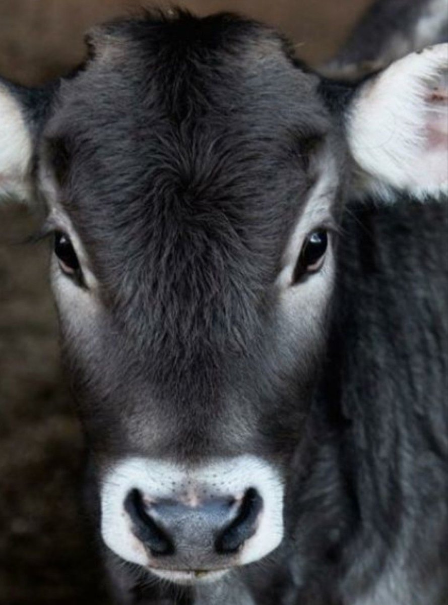 Глаза коровы