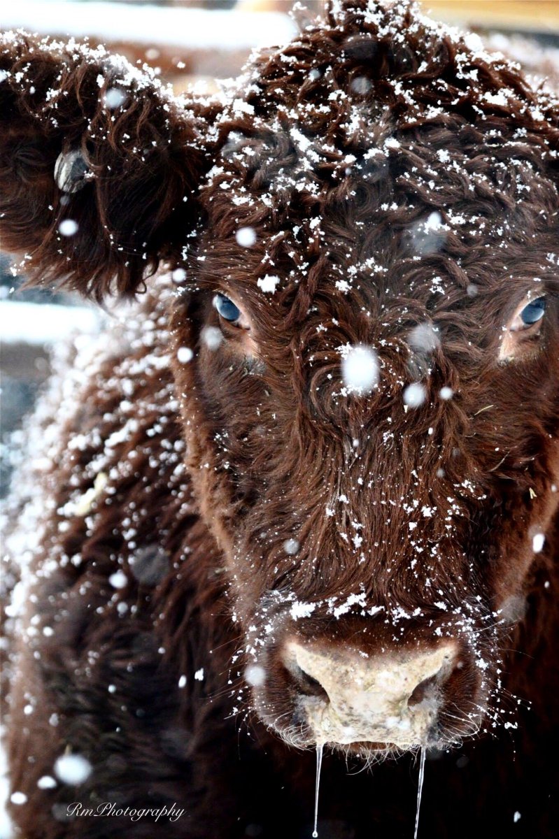 Буренка с ресницами