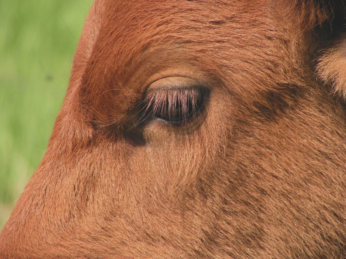 Корова в цветах