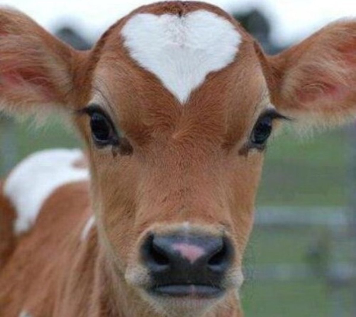 Необычные глаза животных