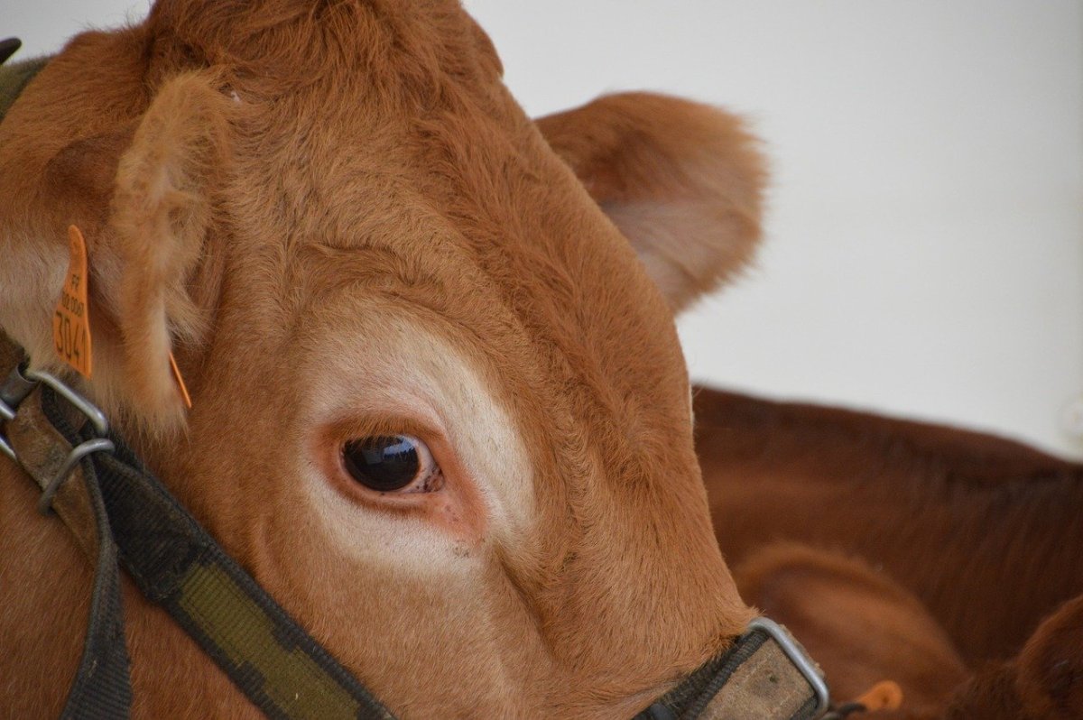 Коровьи ресницы